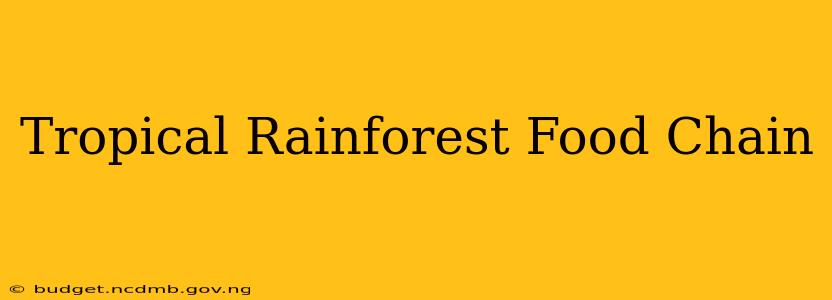Tropical Rainforest Food Chain