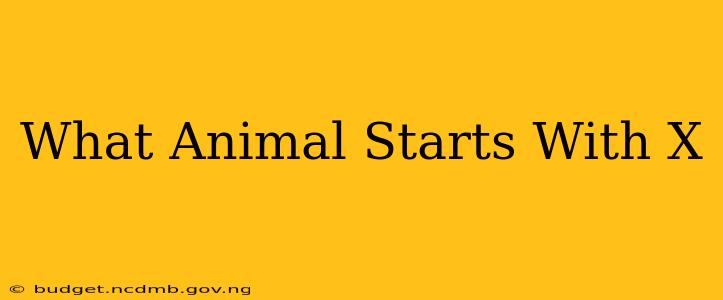 What Animal Starts With X