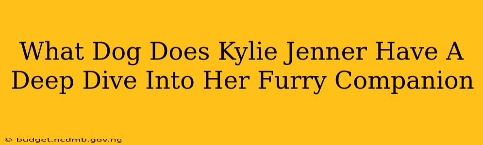 What Dog Does Kylie Jenner Have A Deep Dive Into Her Furry Companion