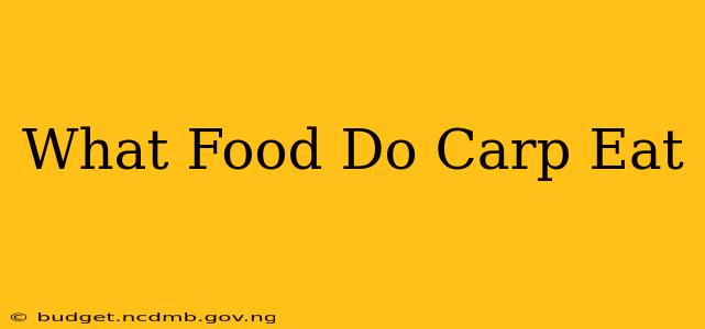 What Food Do Carp Eat