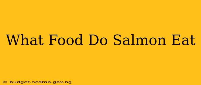 What Food Do Salmon Eat