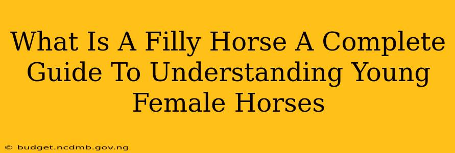 What Is A Filly Horse A Complete Guide To Understanding Young Female Horses